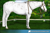 Horse Color:White Spotted Chocolate Silver Smoky Black Chinchilla Sabino 