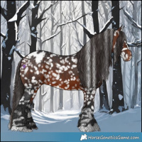 Horse Color:Brown Appaloosa 
