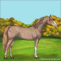 Horse Color:Red Roan Appaloosa 