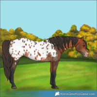 Horse Color:Bay Appaloosa 