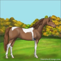 Horse Color:Chestnut Tobiano