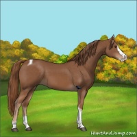 Horse Color:Chestnut Splash Tobiano