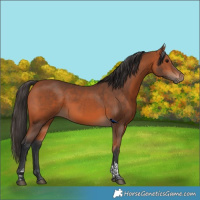 Horse Color:Bay Tobiano Rabicano 