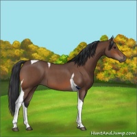 Horse Color:Bay Roan Tobiano
