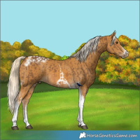 Horse Color:Chocolate Palomino Tobiano and Palomino Splash Tobiano Frame