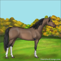Horse Color:Bay Dun Tobiano 