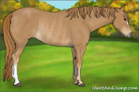 Horse Color:Chestnut Rabicano 