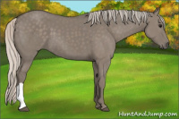 Horse Color:Silver Grullo 