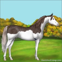 Horse Color:Liver Chestnut Splash Rabicano 