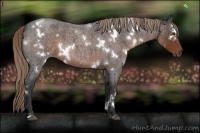 Horse Color:White Spotted Liver Red Roan 