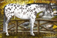 Horse Color:Platinum Bay Sabino Appaloosa Rabicano
