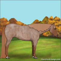 Horse Color:Red Roan 