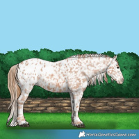 Horse Color:Red Roan Appaloosa 