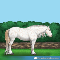 Horse Color:Red Roan Appaloosa 