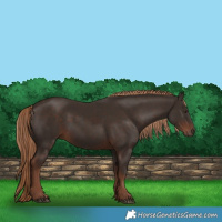 Horse Color:Liver Chestnut Rabicano 