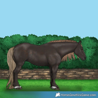 Horse Color:Liver Chestnut Rabicano 