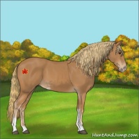 Horse Color:Chestnut Sabino 