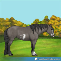 Horse Color:Grullo  and Grullo Frame 