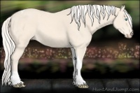 Horse Color:Cremello Tobiano 