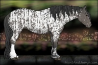 Horse Color:Grullo  and Grullo Appaloosa 