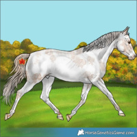 Horse Color:Chestnut Sabino Frame Varnish