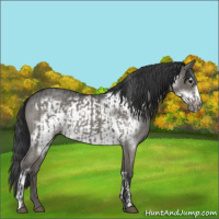 Horse Color:Grullo Roan  and Grullo Roan Frame 