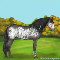 Horse Color:Grullo  and Grullo Frame 