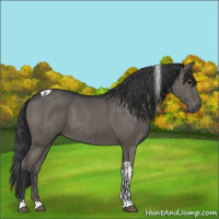 Horse Color:Grullo  and Grullo Tobiano 