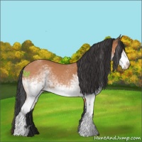 Horse Color:White Spotted Bay Roan 