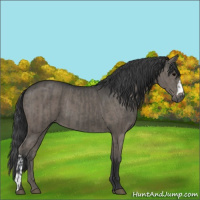 Horse Color:Grullo  and Grullo 