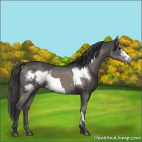 Horse Color:Grullo and Grullo Frame