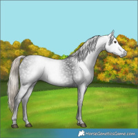 Horse Color:Gray White Spotted Liver Chestnut 