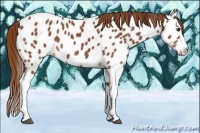 Horse Color:Chestnut Appaloosa 