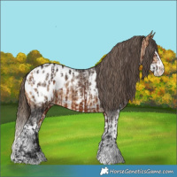 Horse Color:Bay Sabino Splash Appaloosa  and Buckskin Sabino Splash Appaloosa 