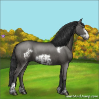 Horse Color:Grullo  and Grullo Frame 