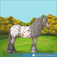 Horse Color:Bay Appaloosa  and Bay Appaloosa 