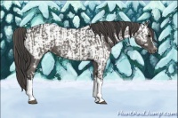 Horse Color:Grullo  and Grullo Near Leopard 