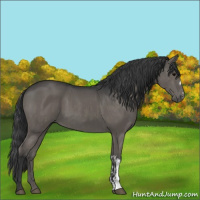 Horse Color:Grullo  and Grullo 