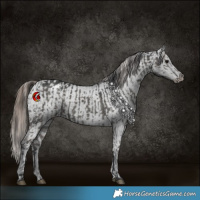 Horse Color:Grullo  and Grullo Blanket 