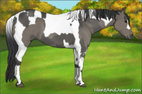 Horse Color:Grullo  and Grullo Tobiano 