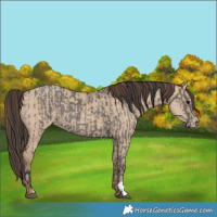 Horse Color:Grullo  and Classic Champagne Dun 