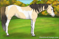 Horse Color:Buckskin Dun Splash Tobiano