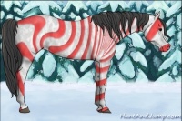 Horse Color:Grullo  and Grullo Appaloosa 