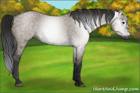 Horse Color:Gray Grullo 