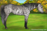 Horse Color:Grullo  and Gray Grullo 