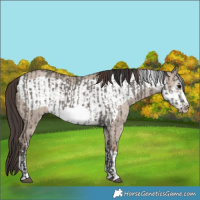 Horse Color:Grullo Frame  and Classic Champagne Dun Frame 