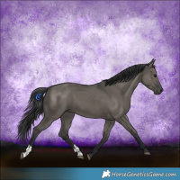 Horse Color:Grullo  and Grullo 