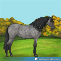 Horse Color:Grullo Roan and Grullo Roan