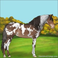 Horse Color:White Spotted Liver Chestnut Appaloosa 