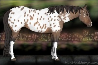 Horse Color:Bay Dun Appaloosa Brindle 